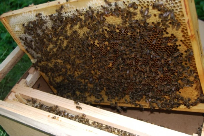 Продаються бджолопакети з матками 2025 року- фото № 1