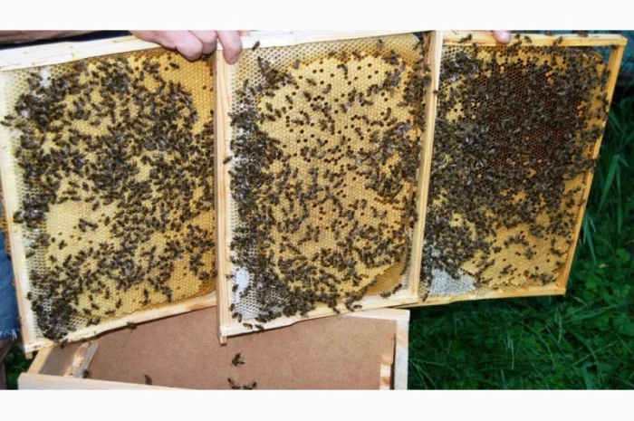 Продаються бджолопакети з матками 2025 року- фото № 4