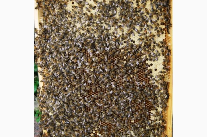 Продаються бджолопакети з матками 2025 року- фото № 6