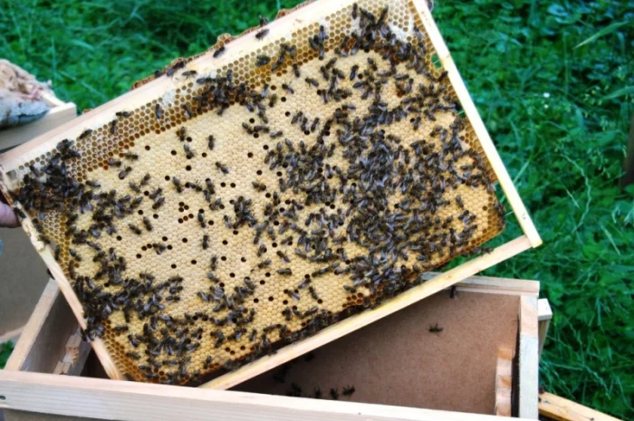 Продаються бджолопакети з матками 2025 року- фото № 7