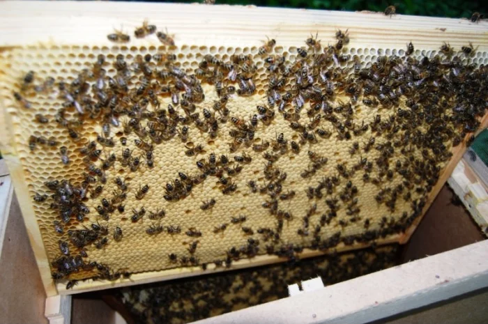Продаються бджолопакети з матками 2025 року- фото № 8