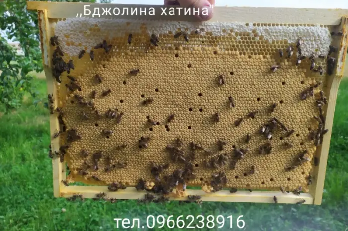 Бджолопакети карпат- фото № 1