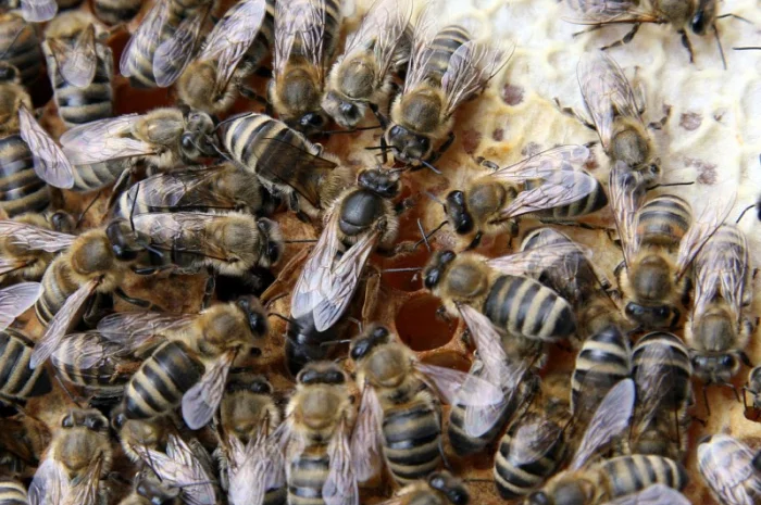 Продам бджолопакети, бджолосім’ї та окремих бджіл- фото № 1