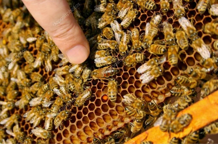 Бджолопакети, Бджоли, Бджолосім'ї- фото № 5