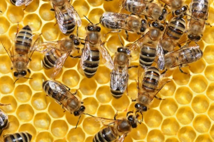 Пропонуються бджолопакети Українська рамка- фото № 1