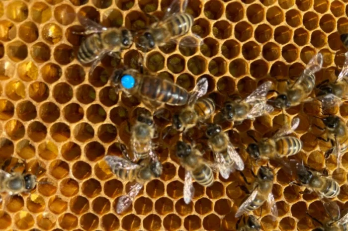 Продам пчелопакеты Карпатской породы- фото № 1