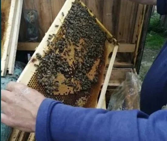 Бджолопакети 2022 року- фото № 1