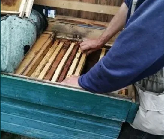 Бджолопакети 2022 року- фото № 2