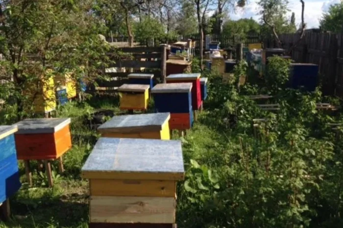 Бджолопакети 2022 року- фото № 3