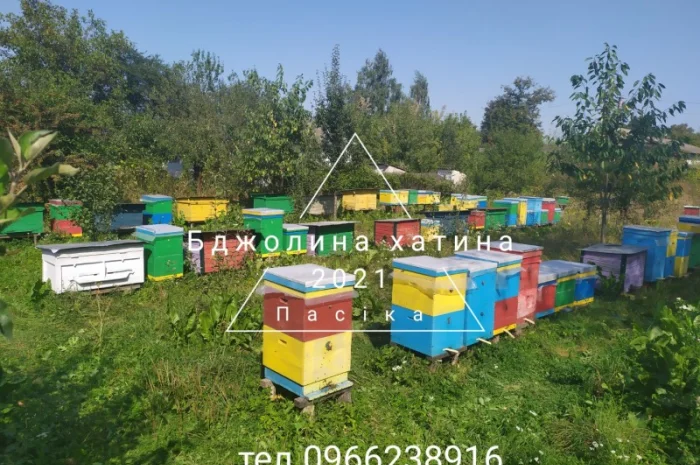 Бджолопакети сімей Карпатка- фото № 1