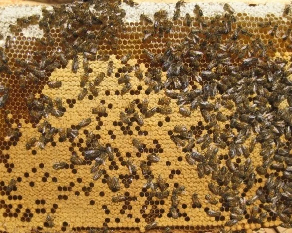 Продам пчелопакеты высокого качества- фото № 1