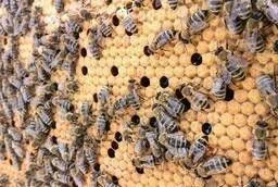 Продам бджолопакети з української степової породи- фото № 1