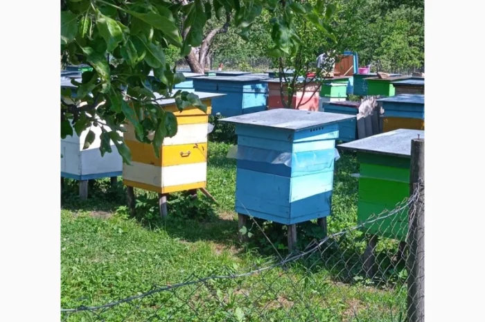 Продам 80 бджолопакетів карпатки- фото № 1