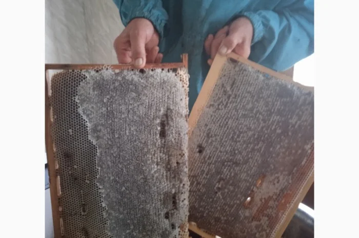 Продам 80 бджолопакетів карпатки- фото № 3