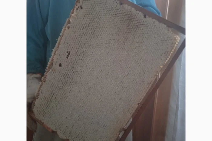 Продам 80 бджолопакетів карпатки- фото № 4