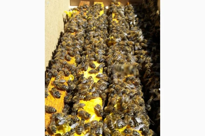 Бджолопакети для пасік- фото № 1