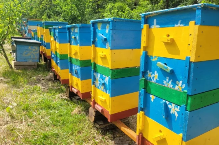 Продам бджолопакети Карпатка- фото № 1