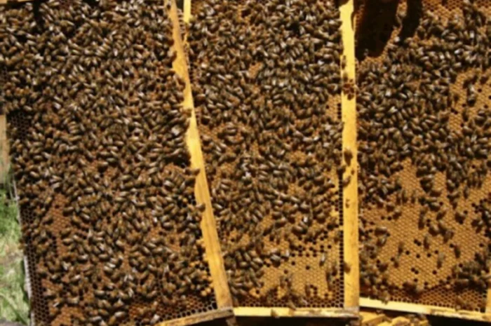 Продам бджолопакети Карпатської породи- фото № 1