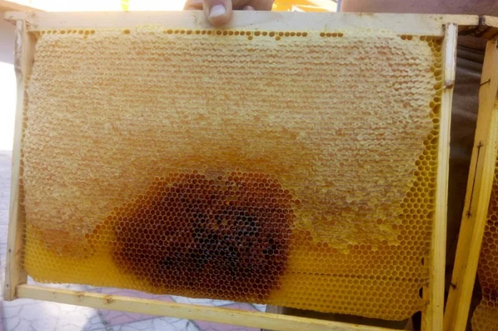 Бджолопакети- фото № 2