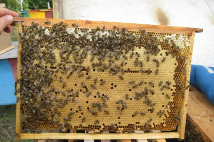 Бджолопакети Дадан- фото № 1