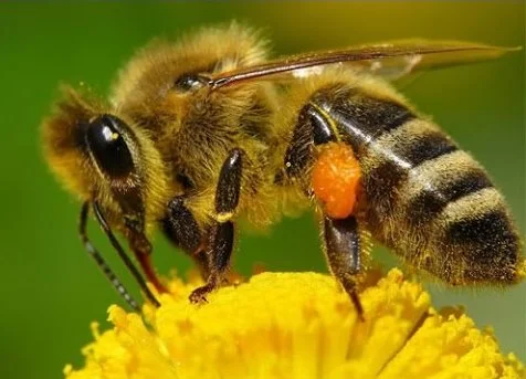 Продам бджолопакети 400шт- фото № 1