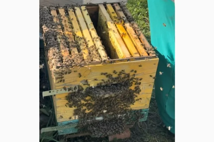 Продам бджолопакети породи «Карпатка» та «Карпатка акліматизована»- фото № 1