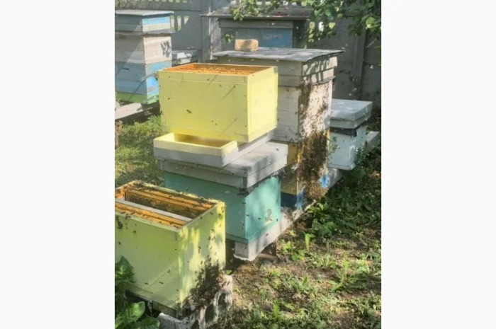 Продам бджолопакети породи «Карпатка» та «Карпатка акліматизована»- фото № 2