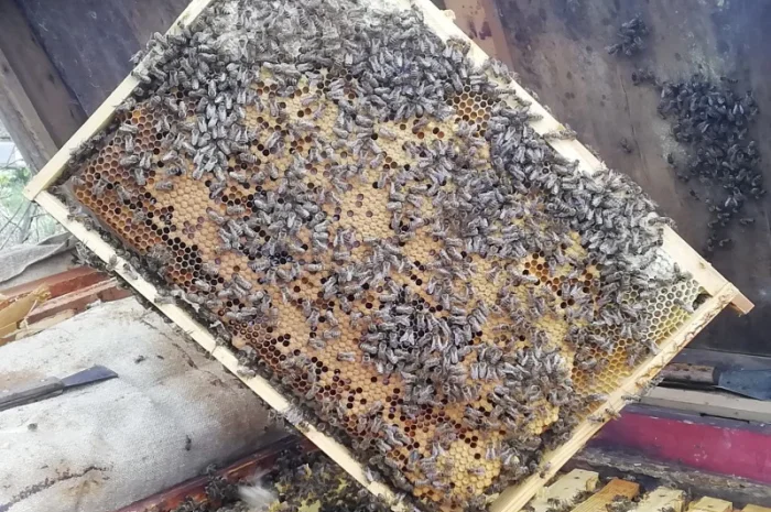 Продам пчелопакеты- фото № 1