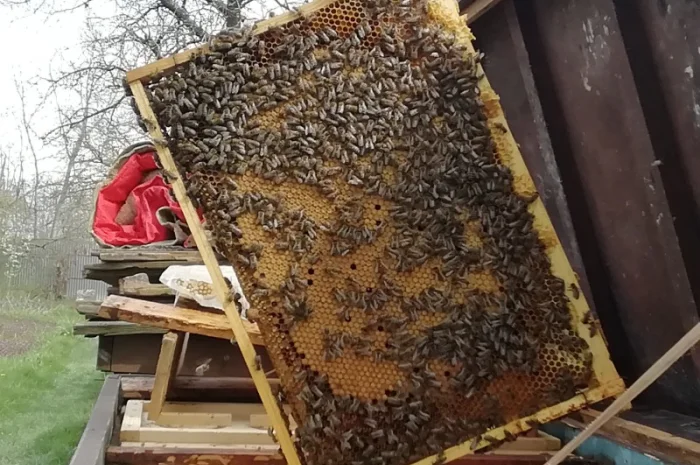 Продам пчелопакеты- фото № 2