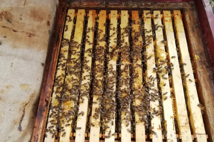 Продам пчелопакеты- фото № 3