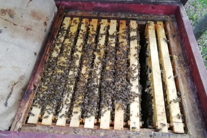 Продам пчелопакеты- фото № 4