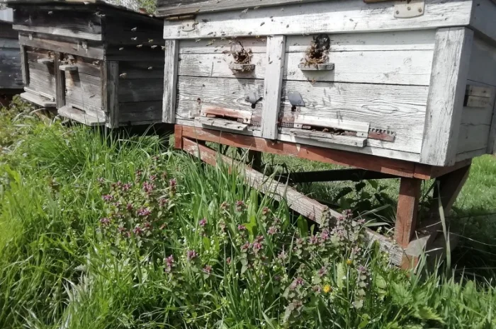 Продам пчелопакеты- фото № 5