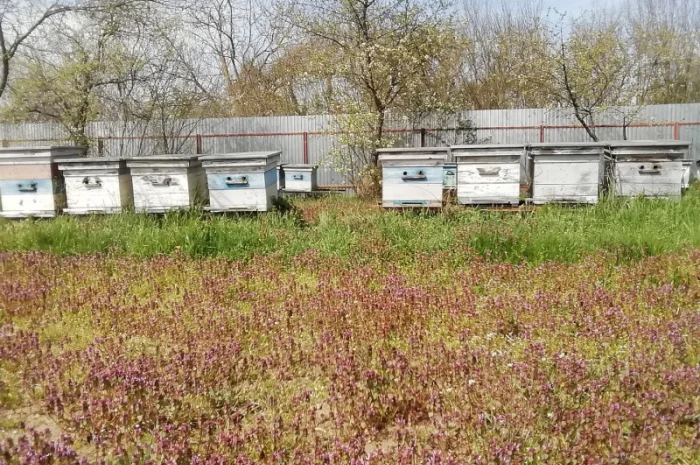 Продам пчелопакеты- фото № 6