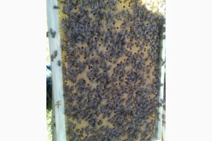 Пчелопакеты- фото № 1