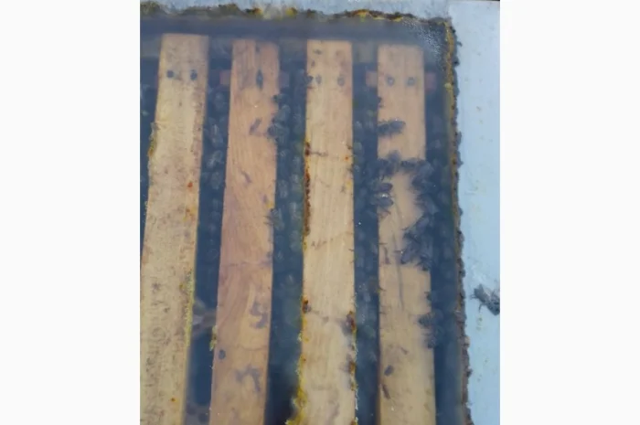 Пчелопакеты- фото № 2