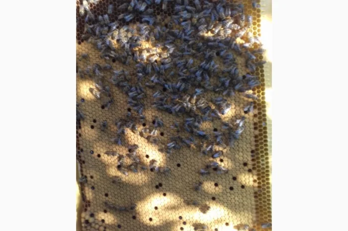 Пчелопакеты- фото № 3