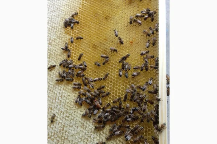 Пчелопакеты- фото № 4