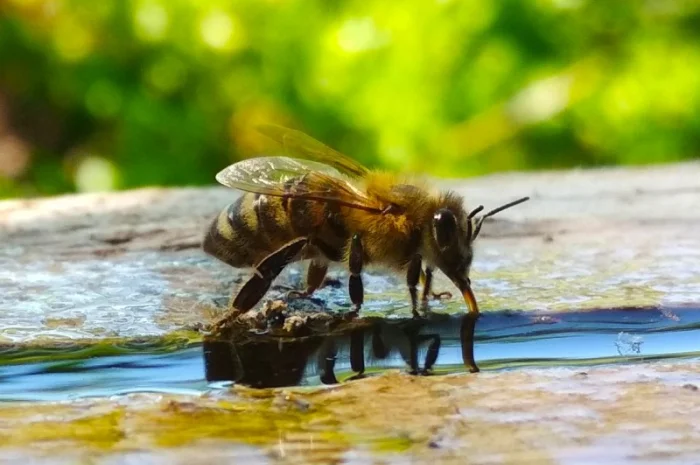 Продам бджолопакети- фото № 1