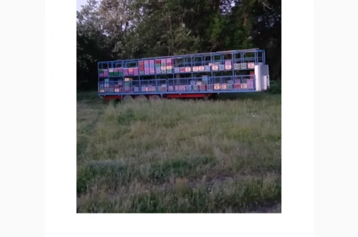 Продам пчелопакеты Карпатка- фото № 1