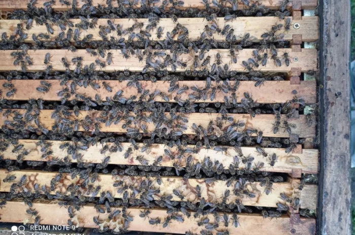 Реалізую відводки та пакети бджіл породи Карніка- фото № 1