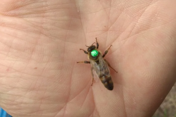 Продажа бджолопакетов породы Карніка Кройс- фото № 1