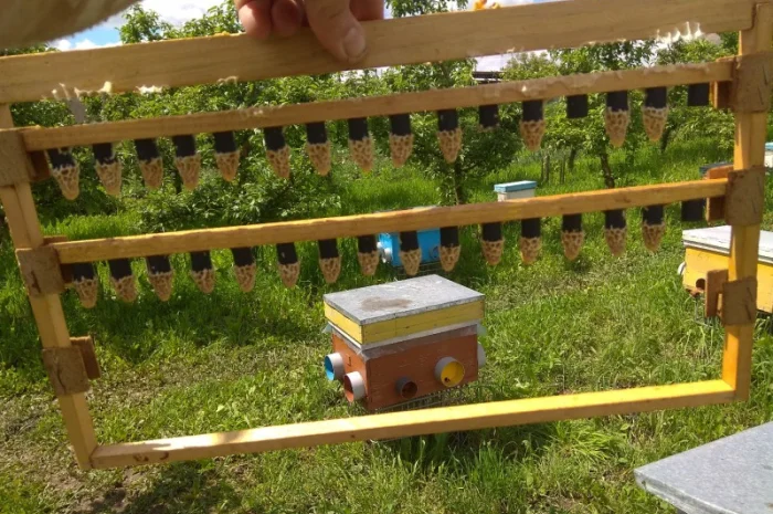 Продажа бджолопакетов породы Карніка Кройс- фото № 2