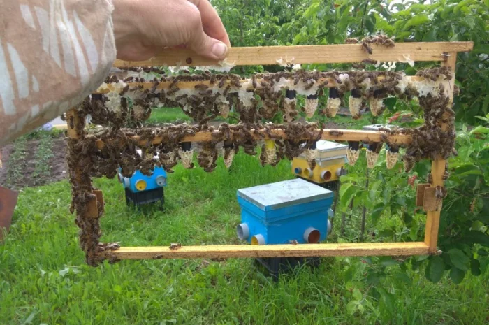 Продажа бджолопакетов породы Карніка Кройс- фото № 3