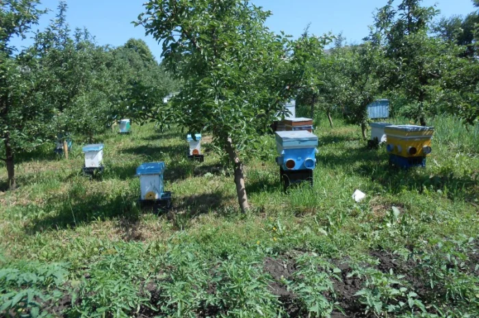 Продажа бджолопакетов породы Карніка Кройс- фото № 4