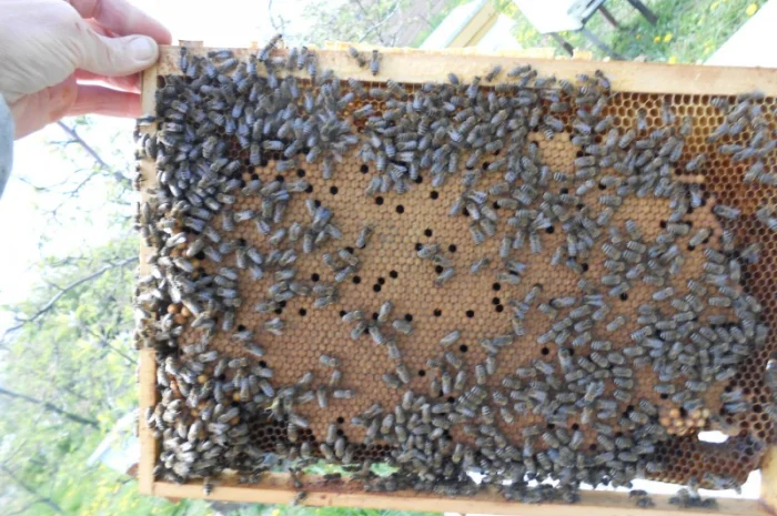 Продажа бджолопакетов породы Карніка Кройс- фото № 5