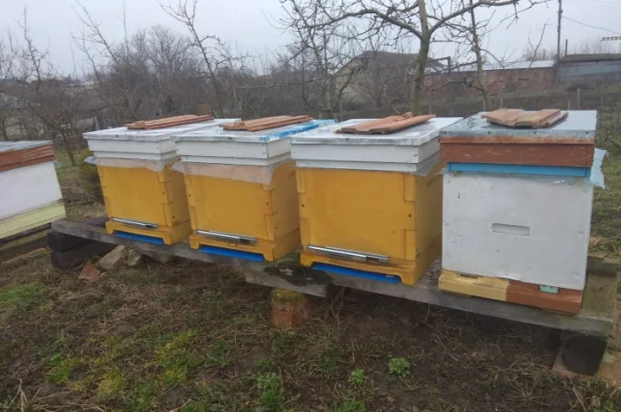 Продажа бджолопакетов породы Карніка Кройс- фото № 6