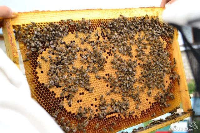 Пчелосемьи карпатской породы на продажу- фото № 3