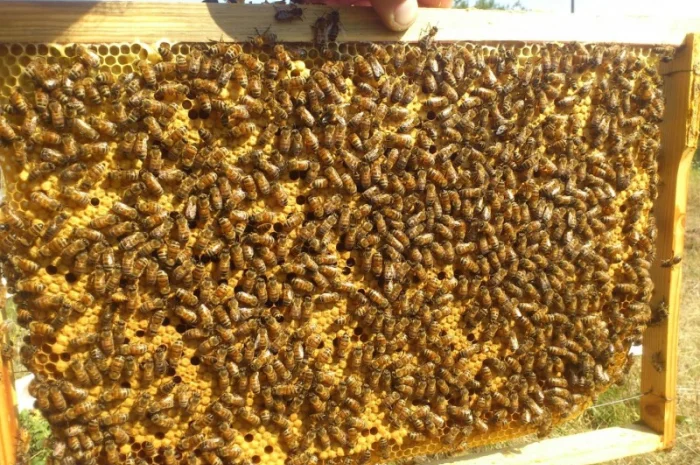 Пчелосемьи карпатской породы на продажу- фото № 4