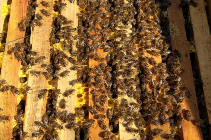 Пчелосемьи карпатской породы на продажу- фото № 1