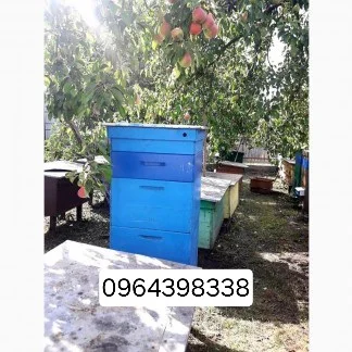 Продам бджолосім'ї- фото № 1